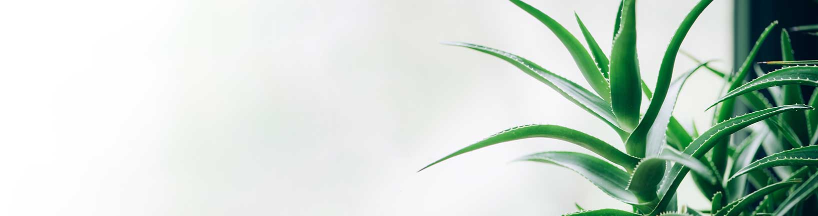 MEDICAL SKIN DISORDERS